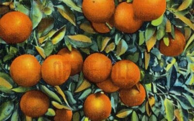 Armour Fertilizer Works